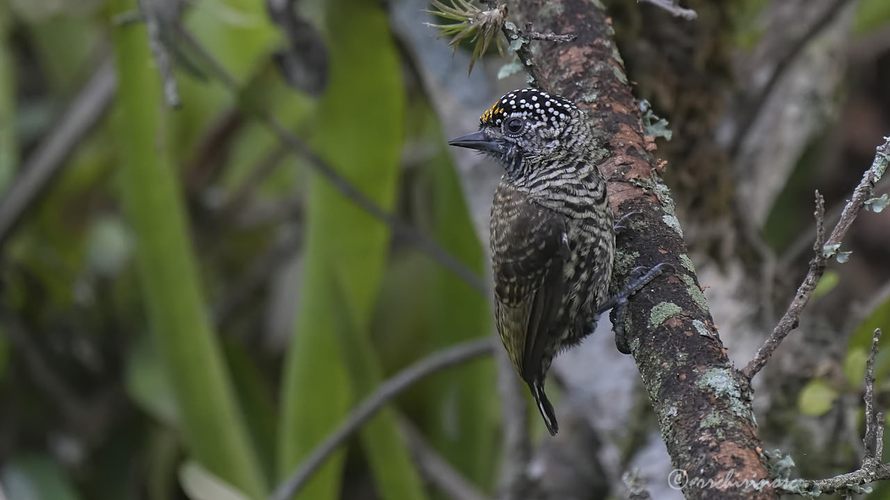 Ecuadorian piculet