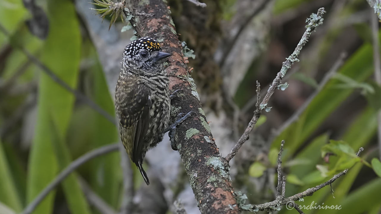 Ecuadorian piculet