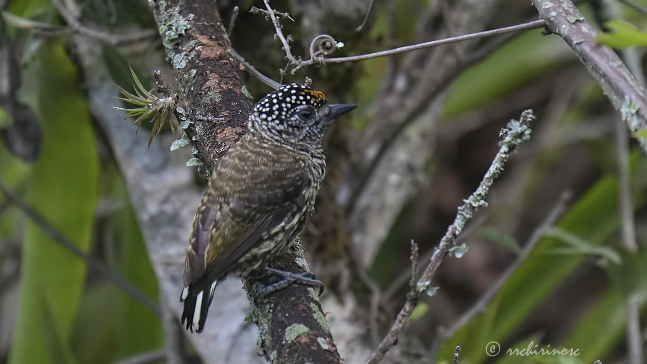 Ecuadorian piculet