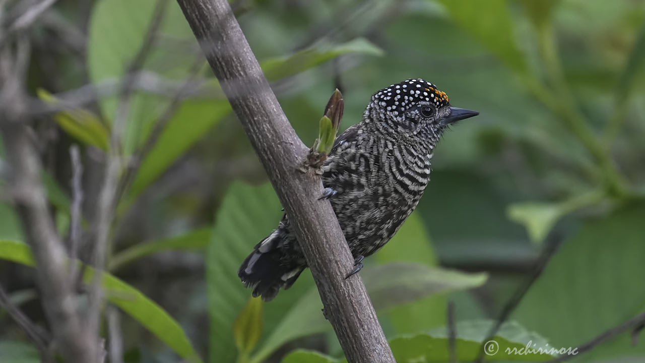 Ecuadorian piculet
