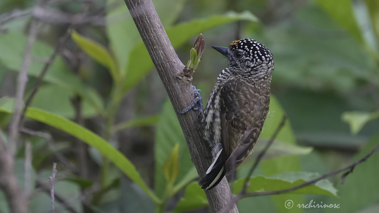 Ecuadorian piculet