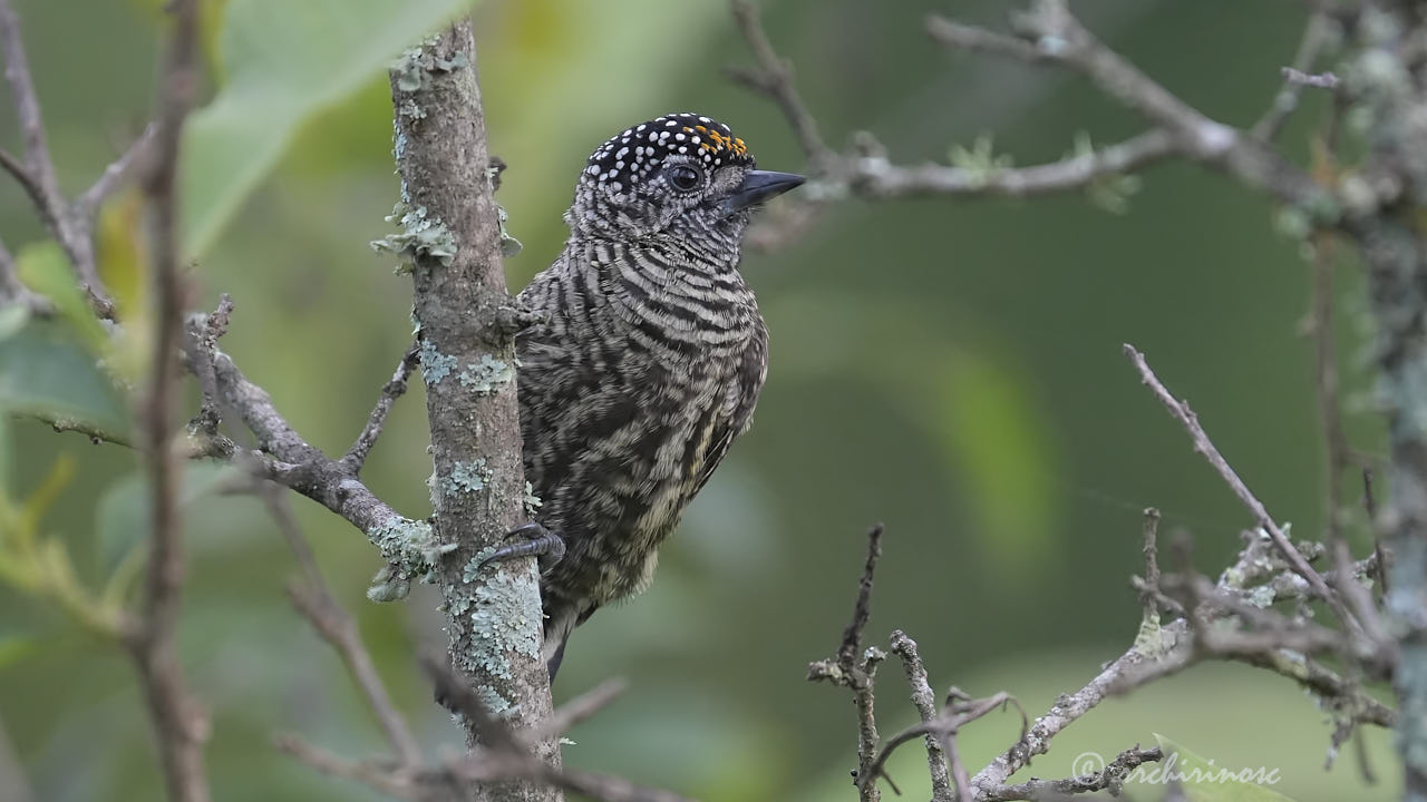 Ecuadorian piculet