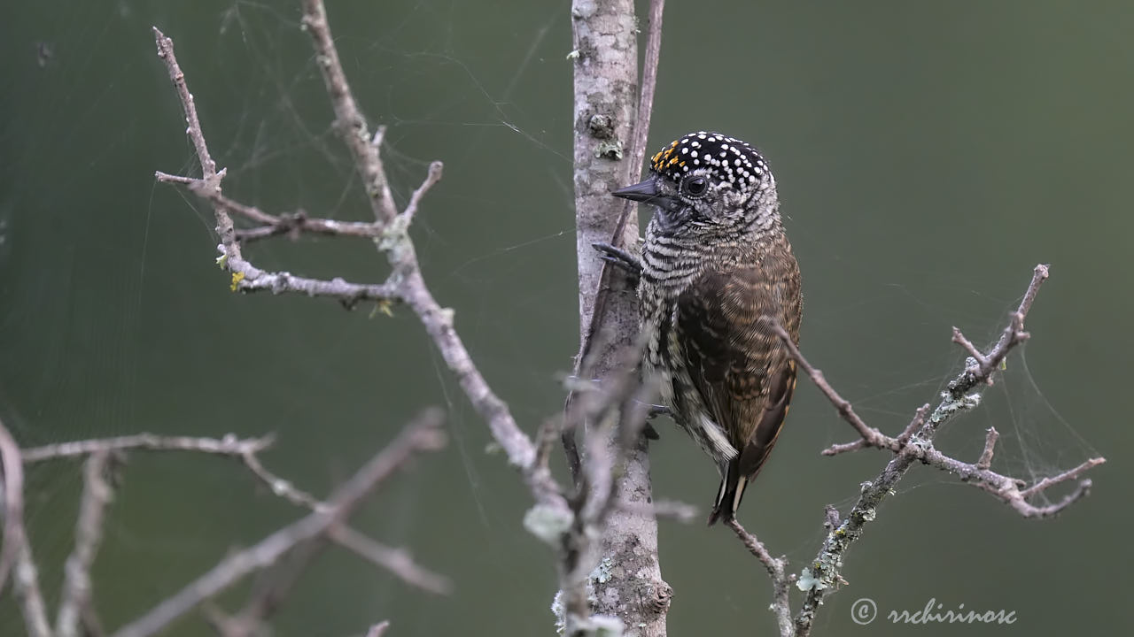 Ecuadorian piculet