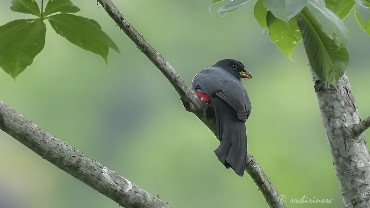 Ecuadorian trogon