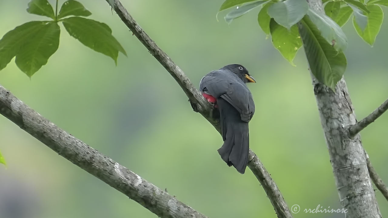 Ecuadorian trogon