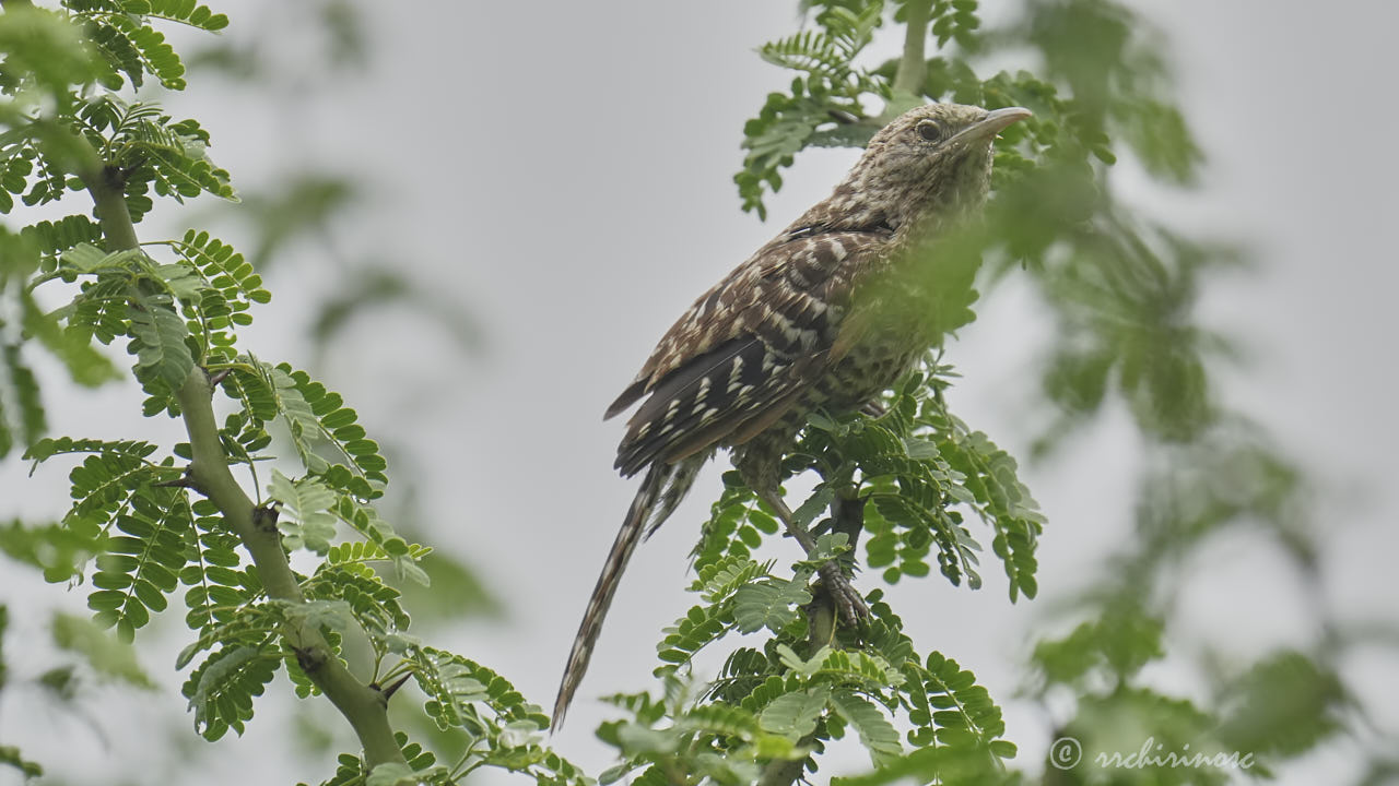 Fasciated wren