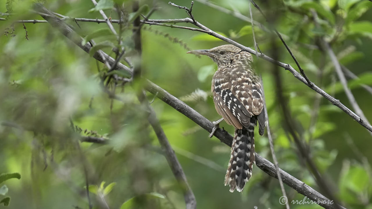 Fasciated wren