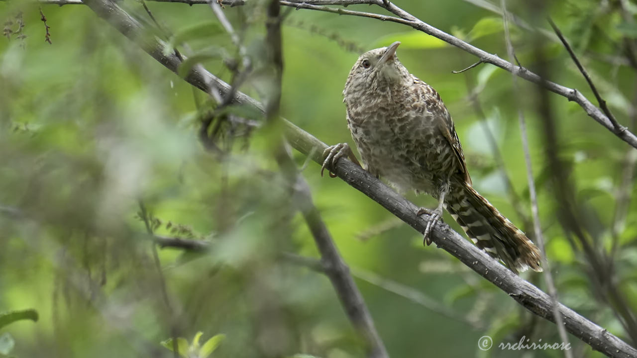 Fasciated wren