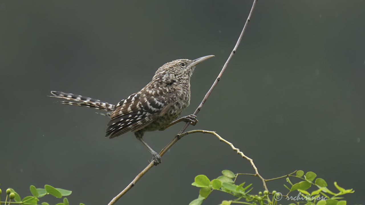 Fasciated wren