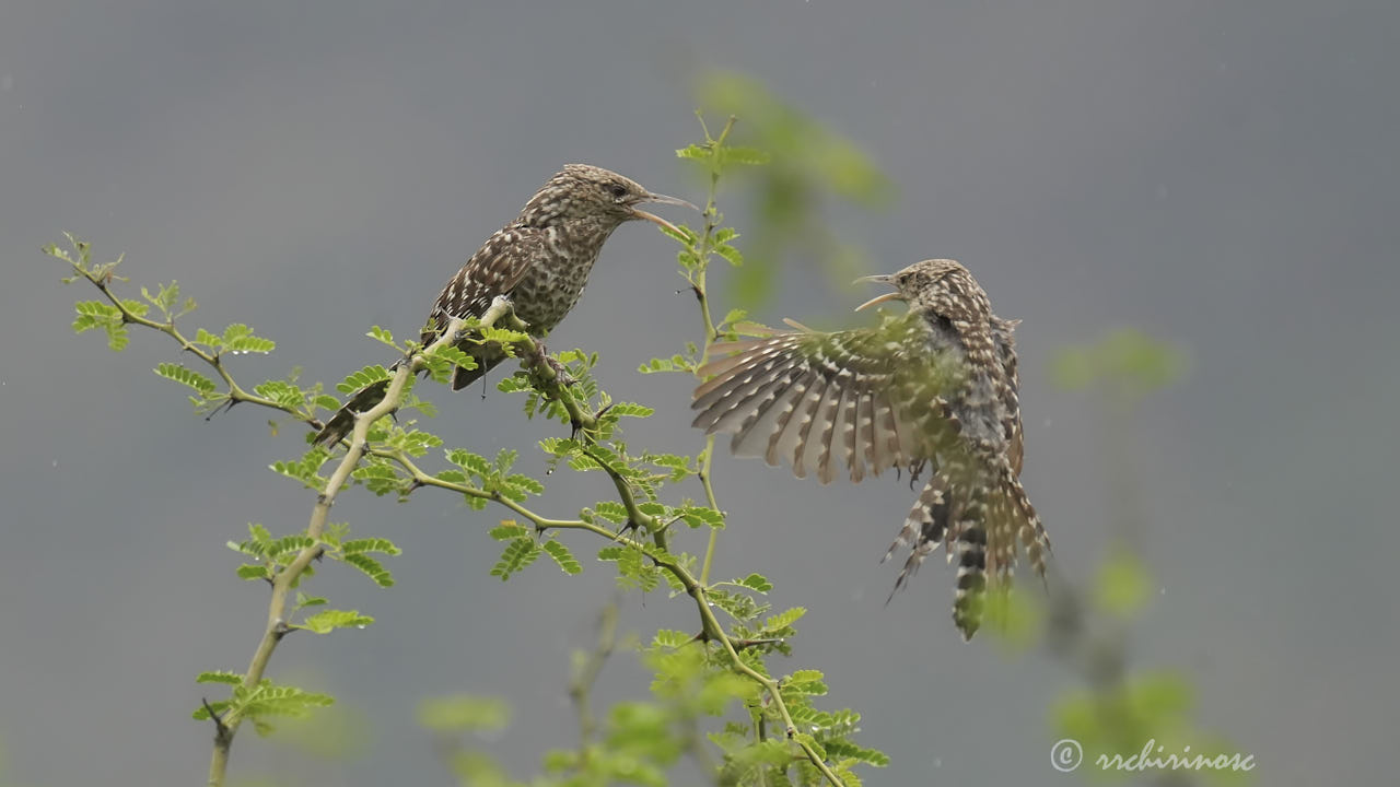 Fasciated wren