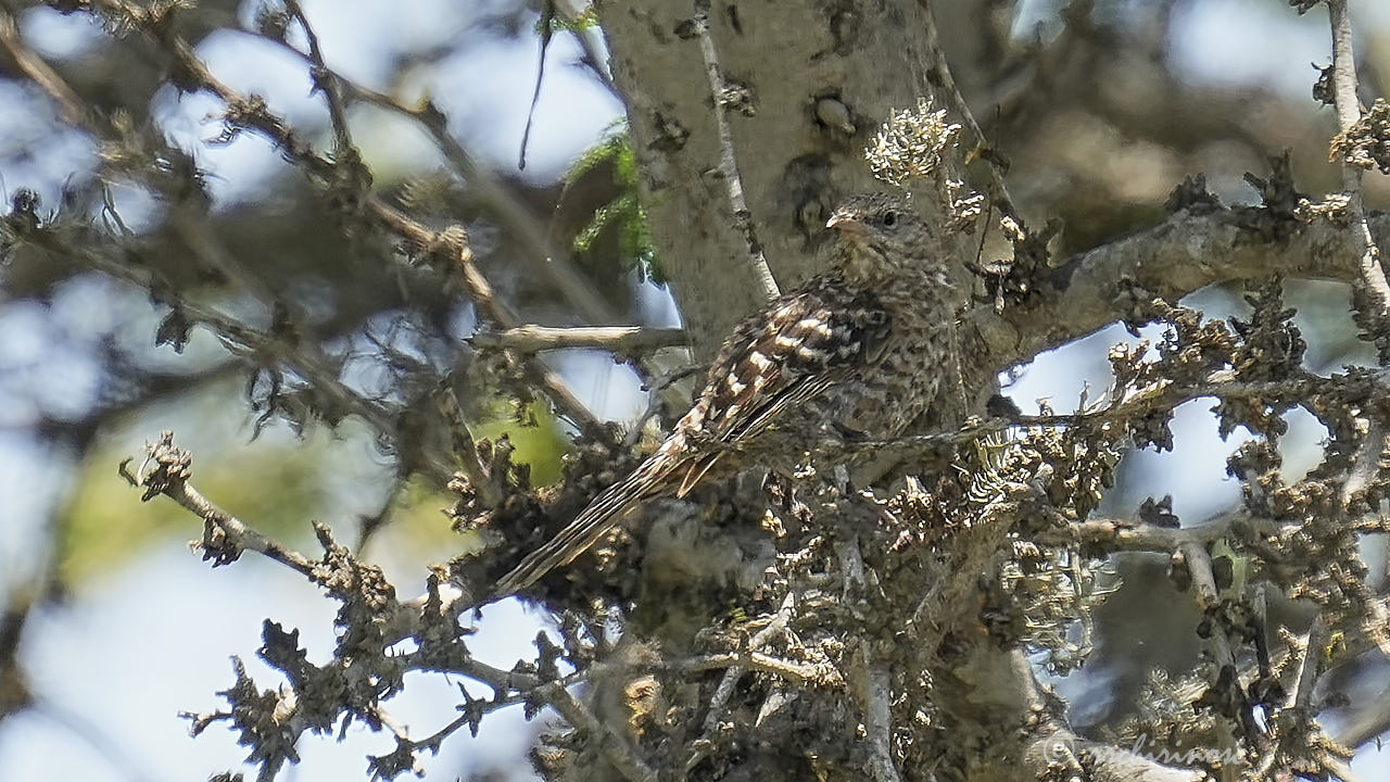 Fasciated wren