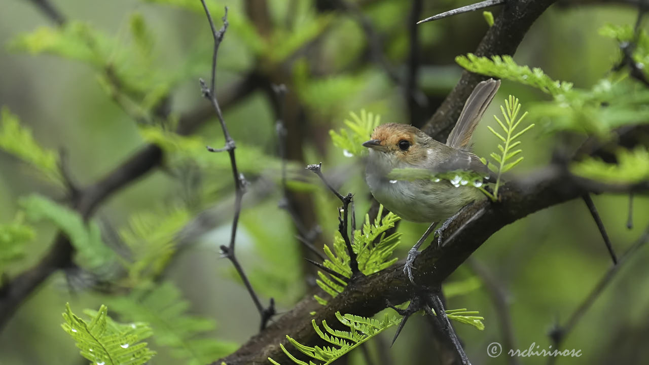 Fulvous-faced scrub-tyrant
