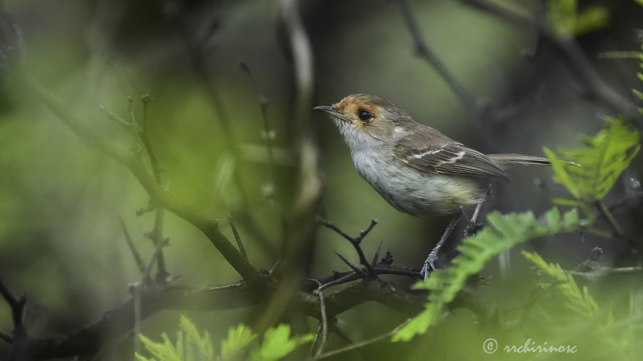Fulvous-faced scrub-tyrant
