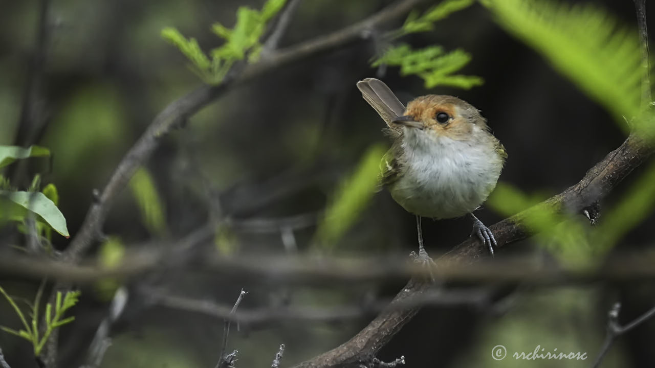 Fulvous-faced scrub-tyrant