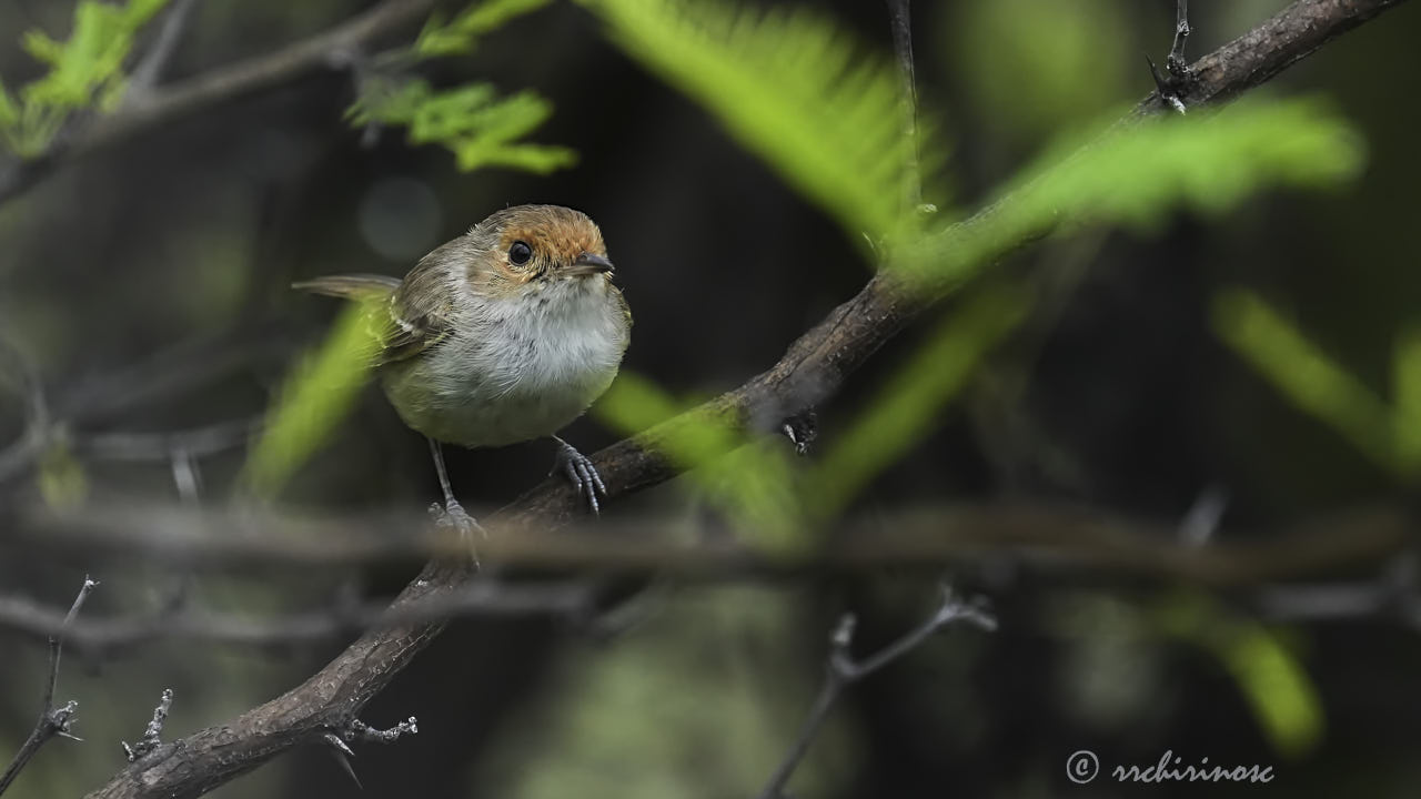 Fulvous-faced scrub-tyrant