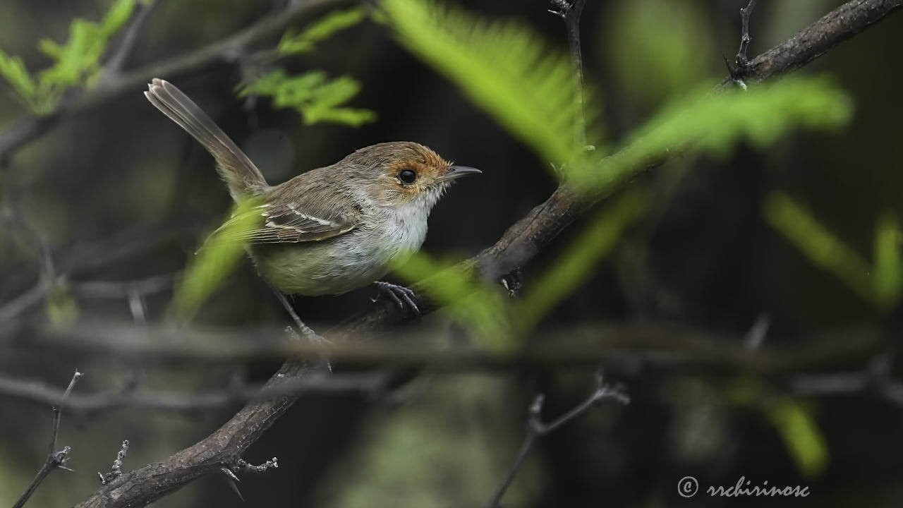 Fulvous-faced scrub-tyrant