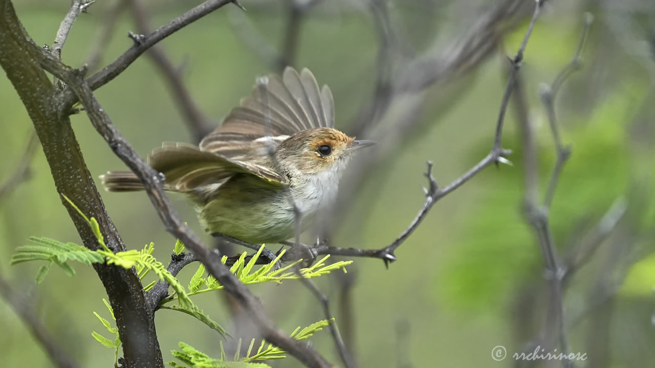 Fulvous-faced scrub-tyrant