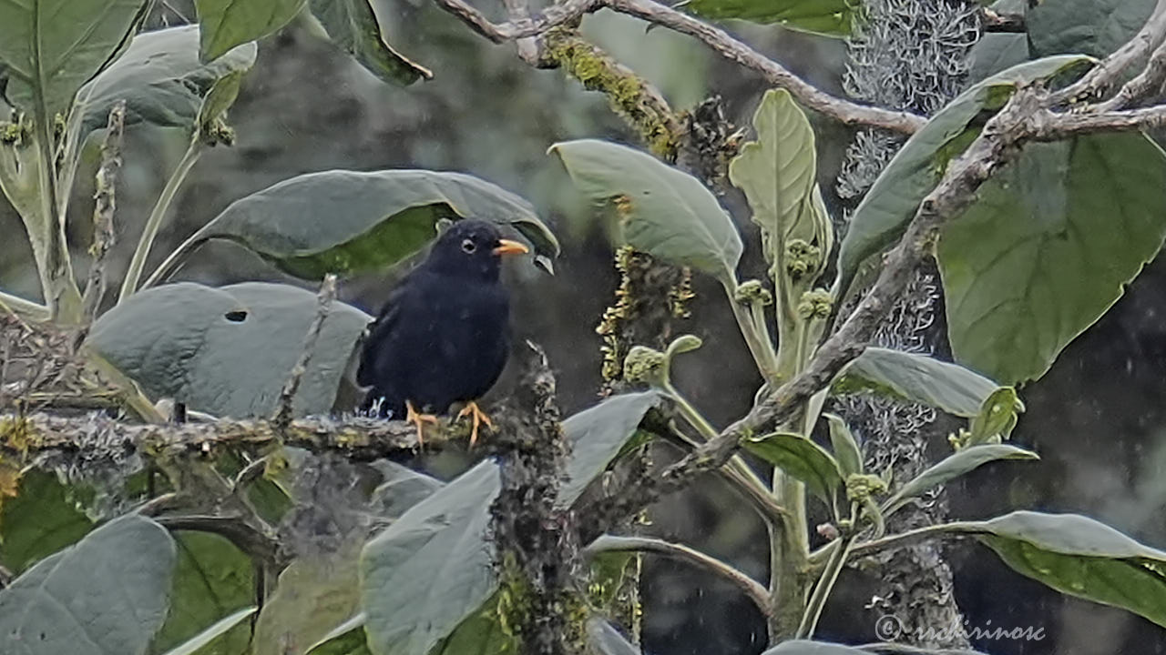 Glossy-black thrush