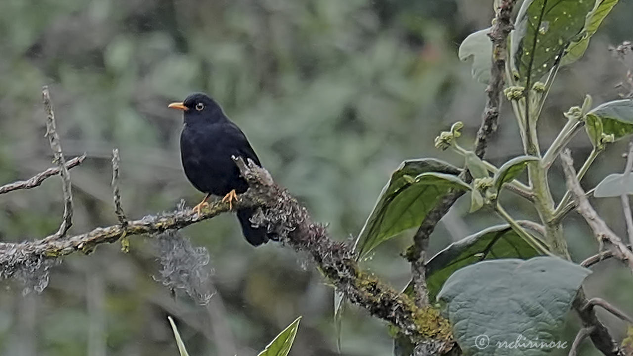 Glossy-black thrush