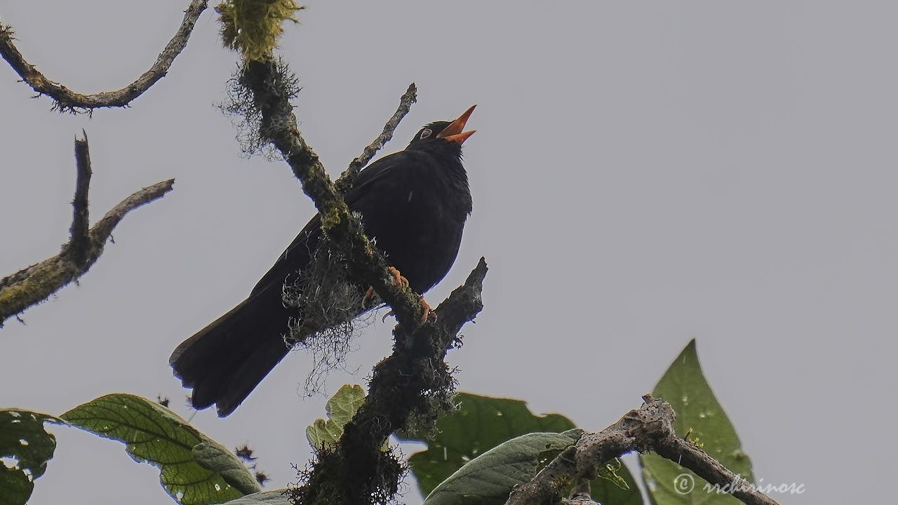 Glossy-black thrush