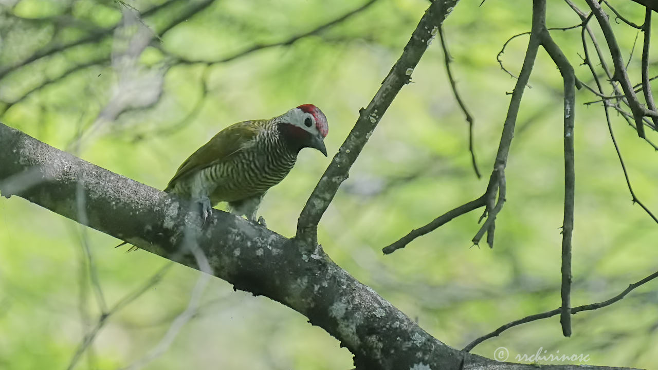 Golden-olive woodpecker