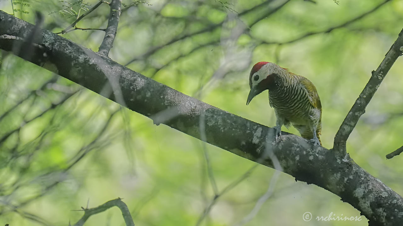 Golden-olive woodpecker