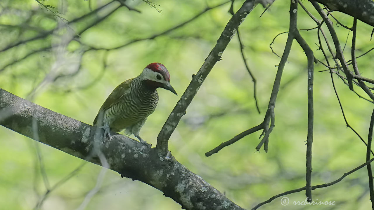 Golden-olive woodpecker