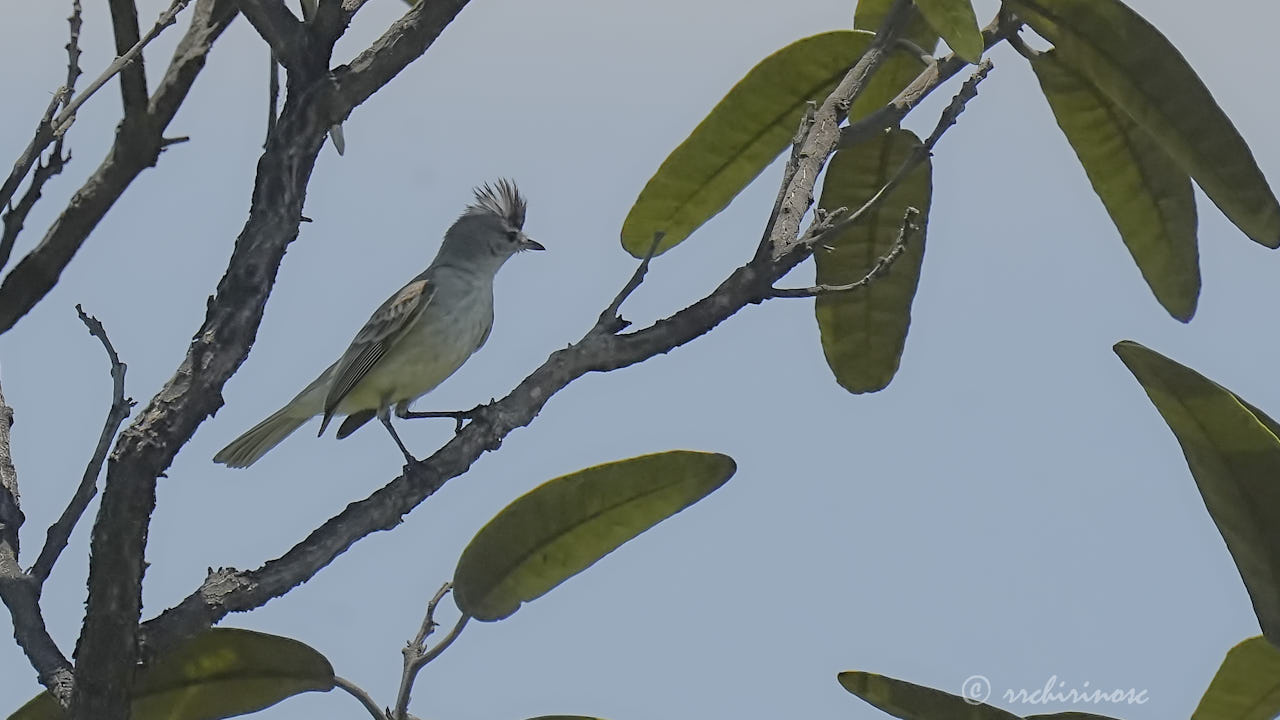 Gray-and-white tyrannulet