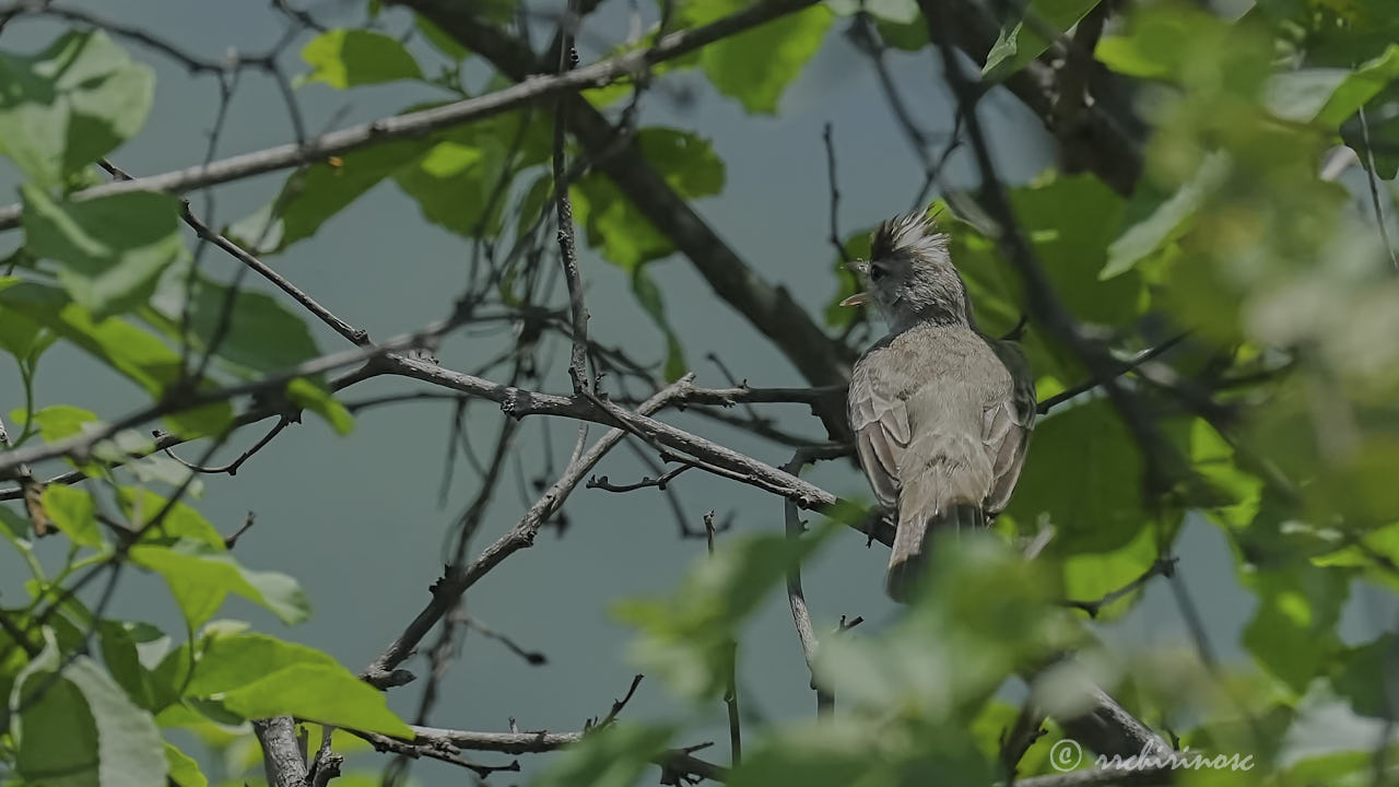 Gray-and-white tyrannulet
