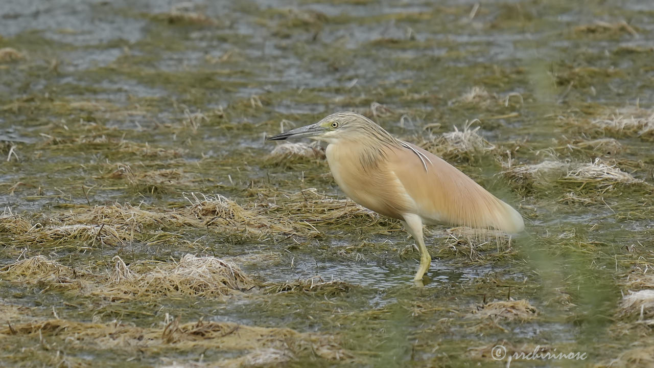 Squacco heron