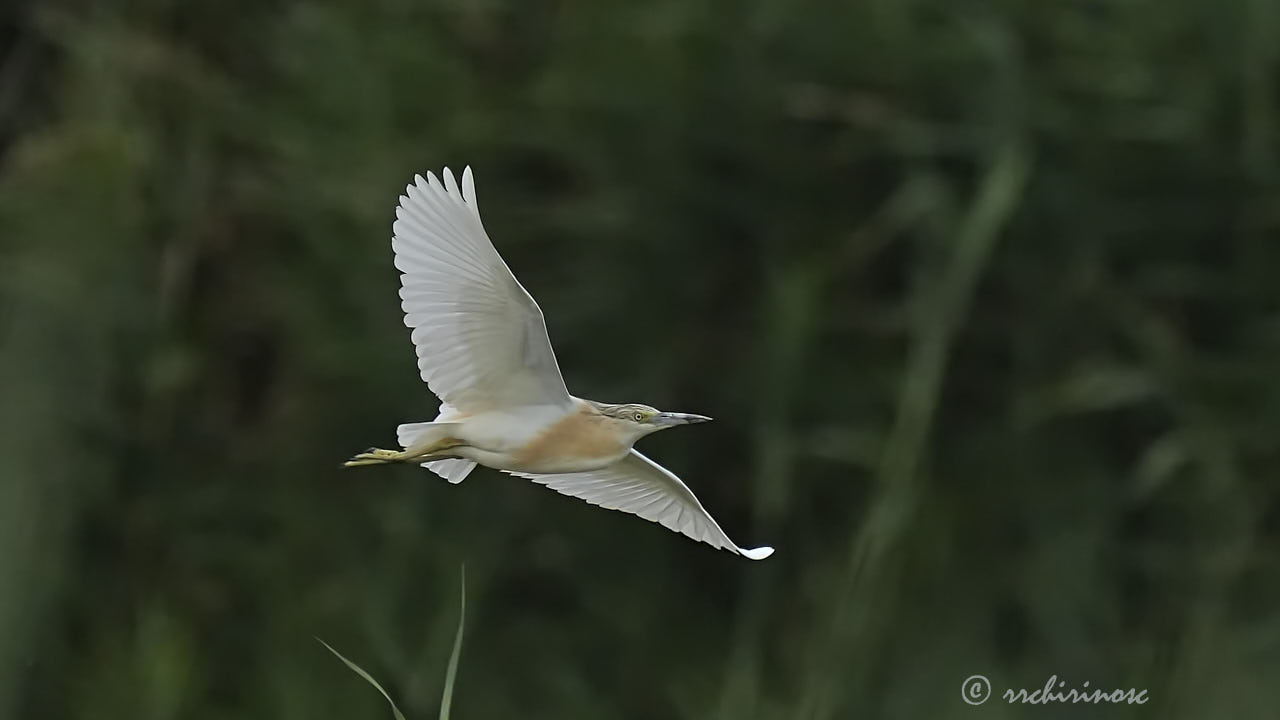 Squacco heron