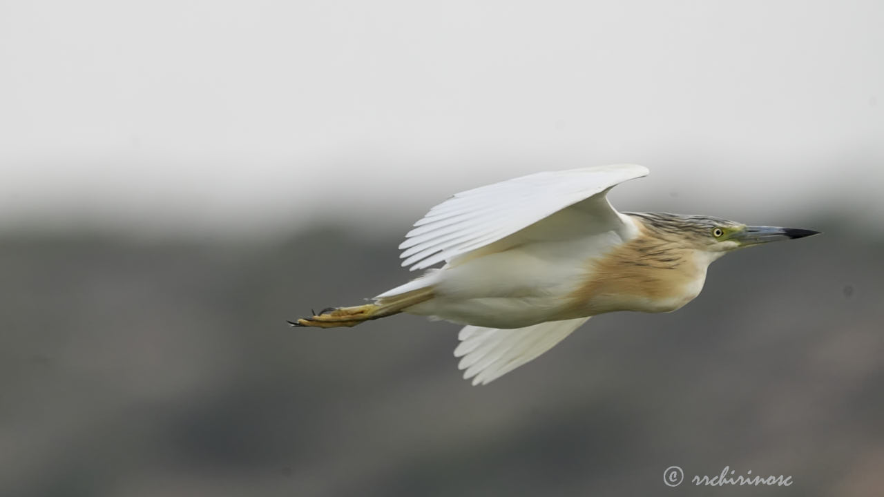 Squacco heron