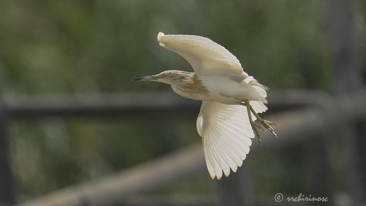 Squacco heron