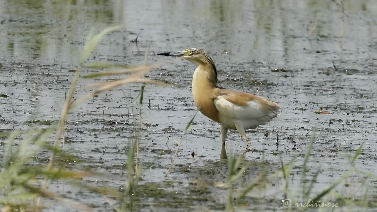 Squacco heron