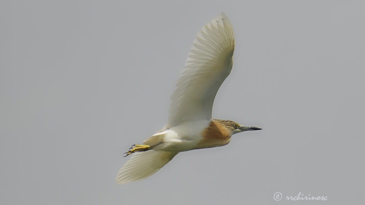 Squacco heron