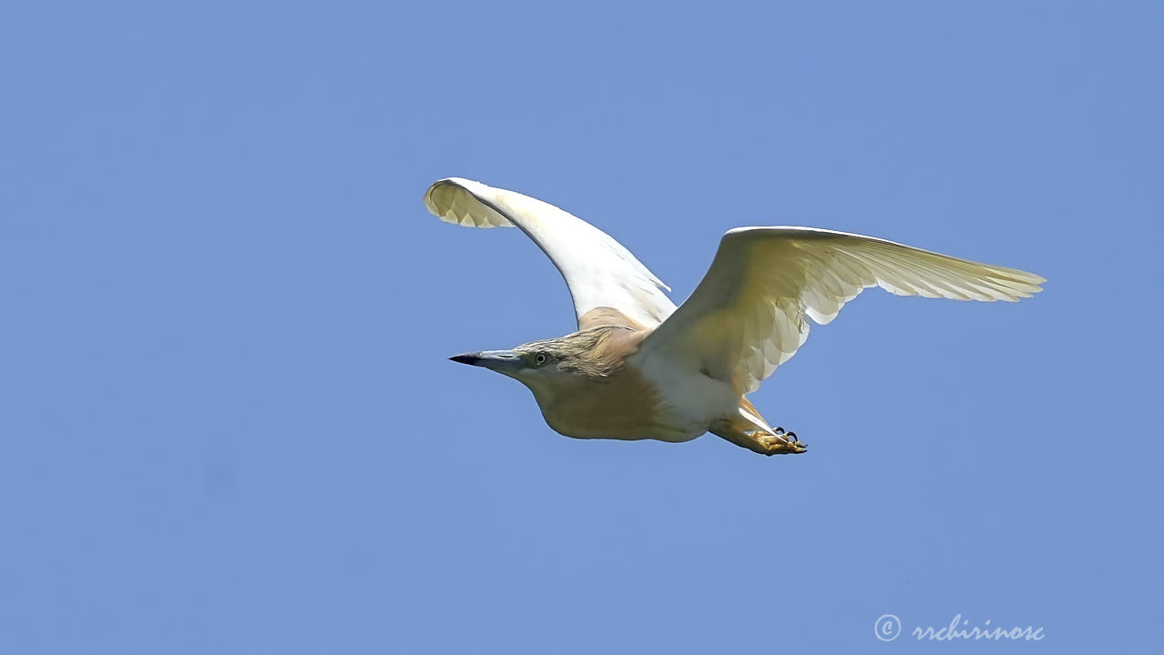 Squacco heron