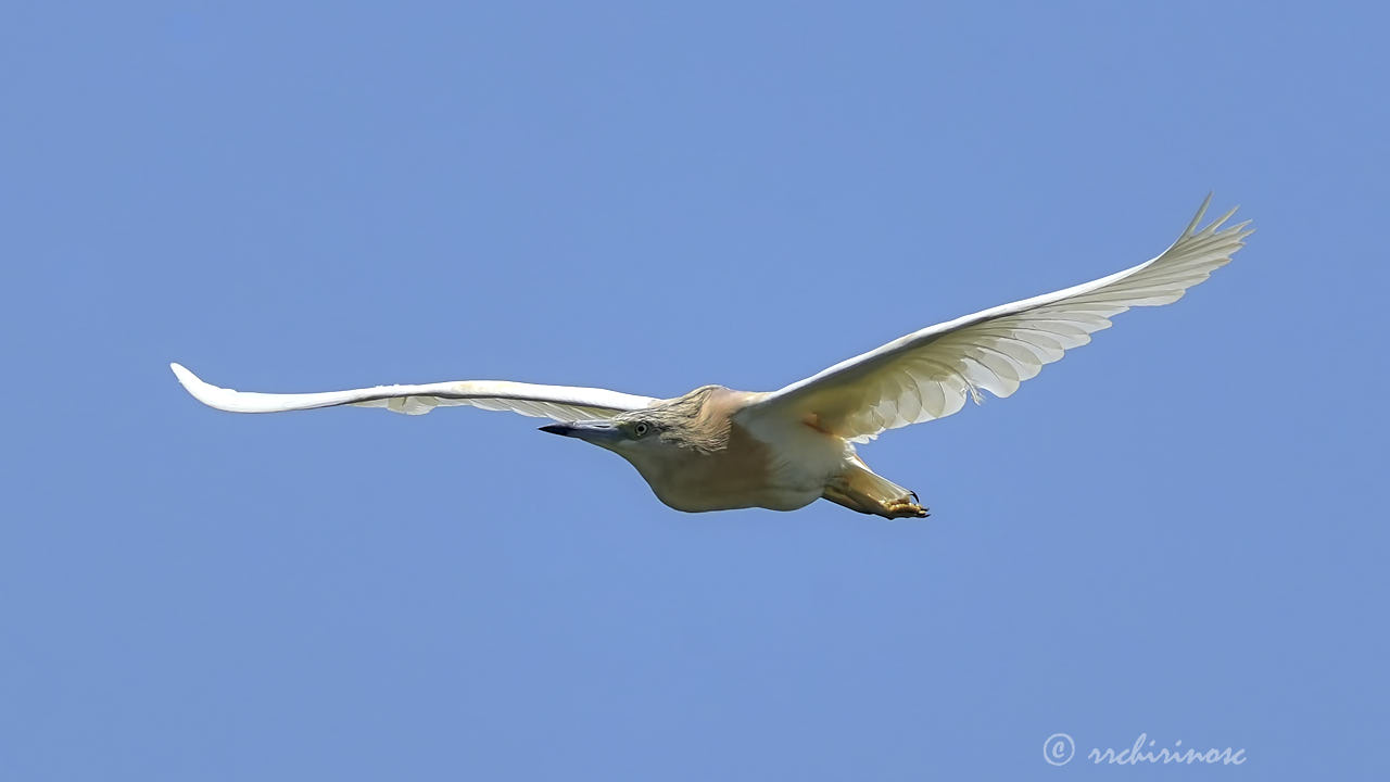 Squacco heron