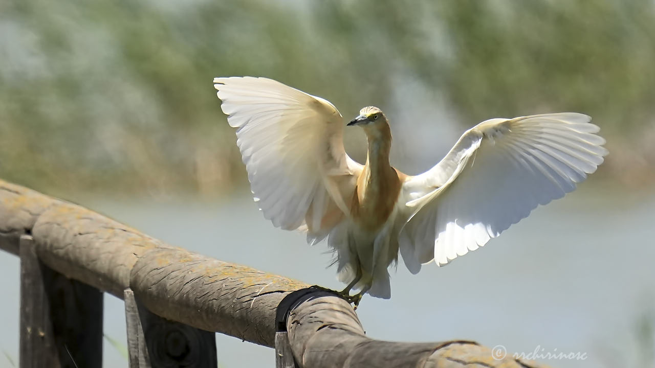 Squacco heron