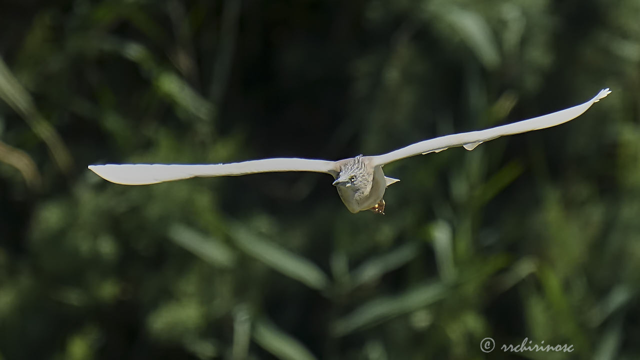 Squacco heron