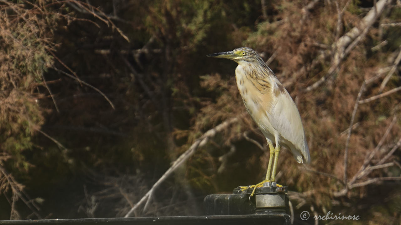 Squacco heron