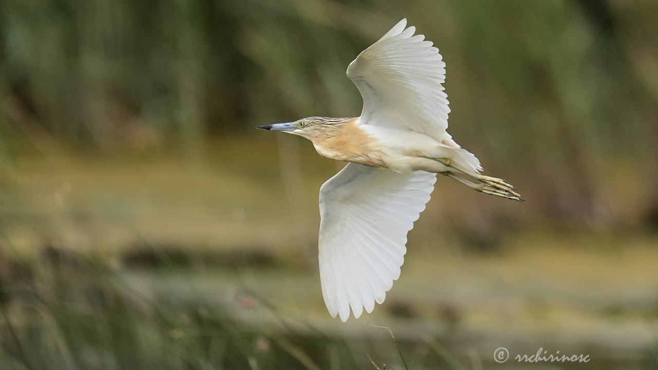Squacco heron
