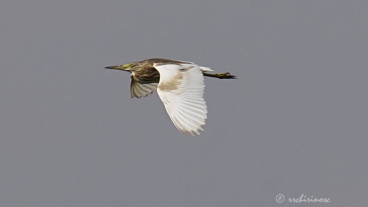 Squacco heron