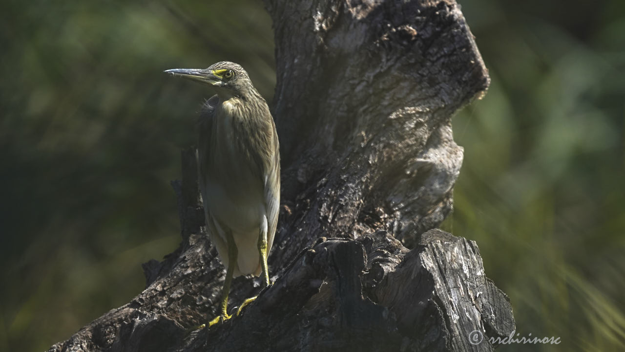 Squacco heron