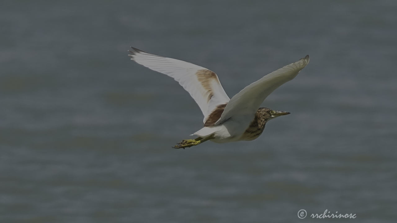 Squacco heron