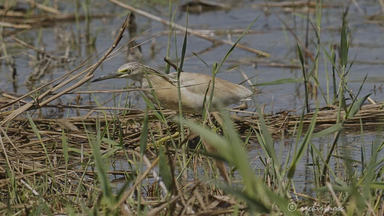 Squacco heron