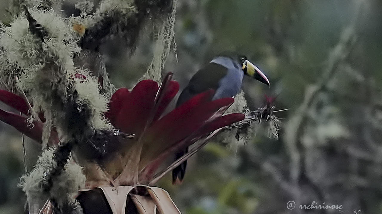Gray-breasted mountain-toucan