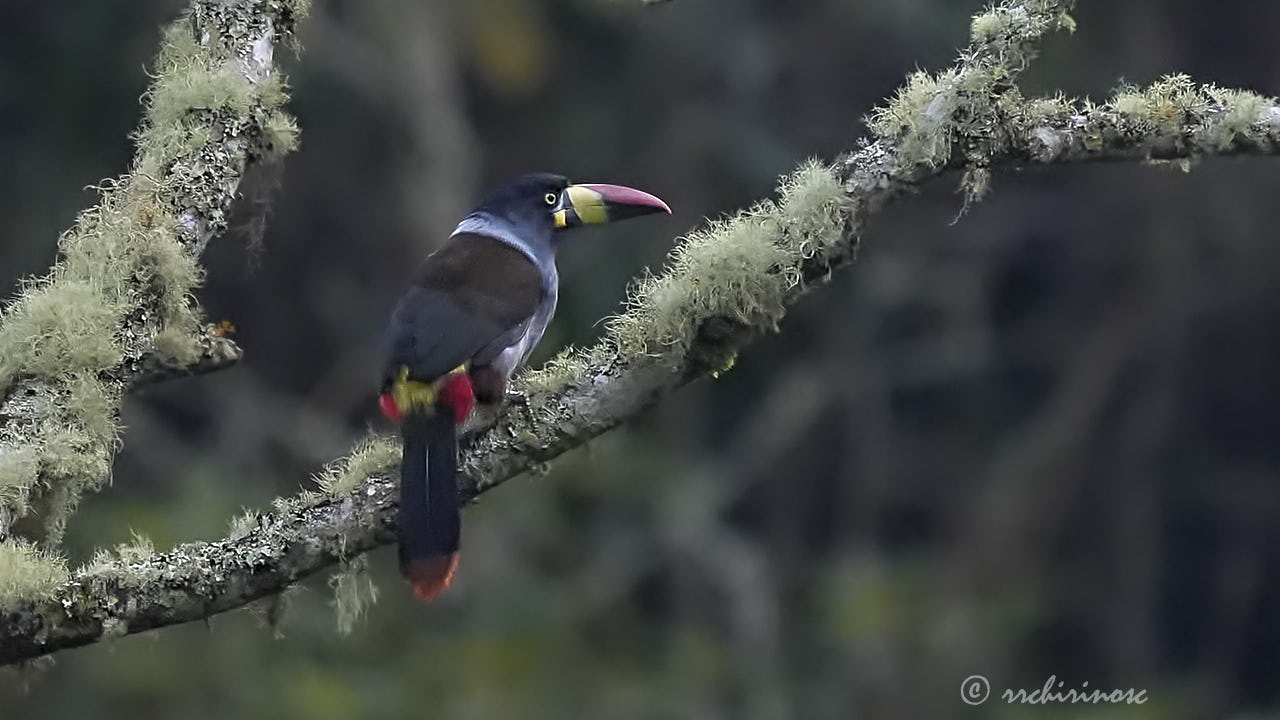 Gray-breasted mountain-toucan