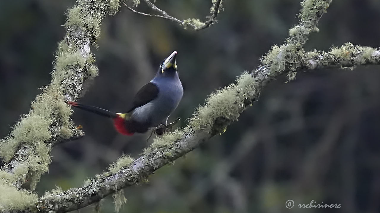 Gray-breasted mountain-toucan