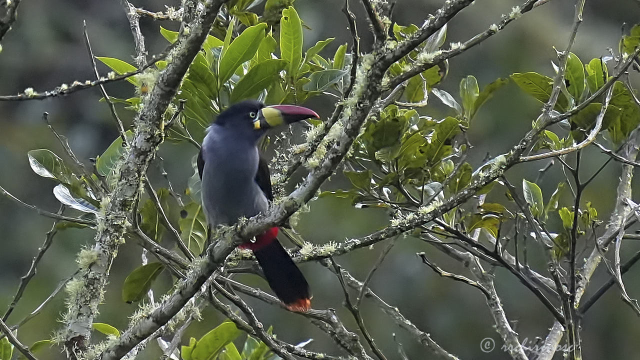 Gray-breasted mountain-toucan