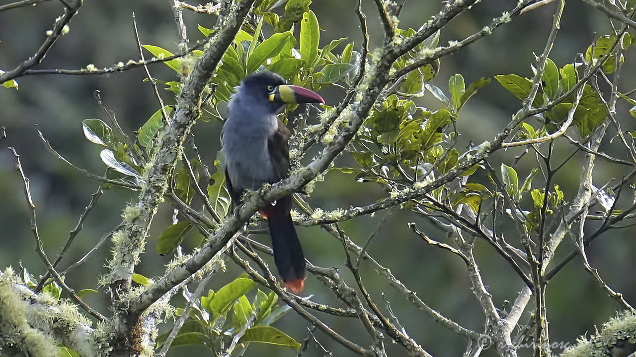 Gray-breasted mountain-toucan